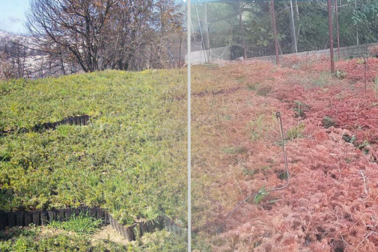 Το φυτώριο με τα έλατα ήταν καταπράσινο τον Νοέμβριο του 2021. Σήμερα παρουσιάζει θλιβερή εικόνα (δεξιά) εξαιτίας της ολιγωρίας της κυβέρνησης Μητσοτάκη